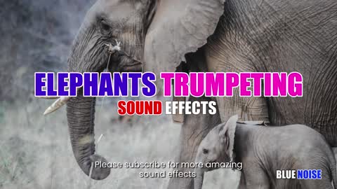Elephant trumpeting sound effect.