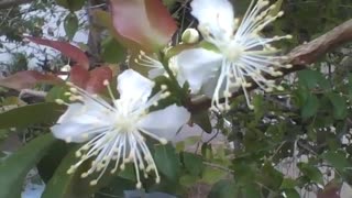 Lindas flores da pintangueira, são brancas e tem florzinhas no meio [Nature & Animals]