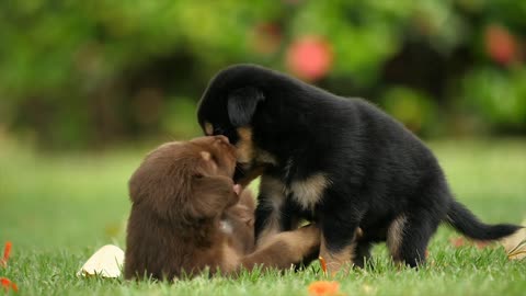 Puppy dog friendship
