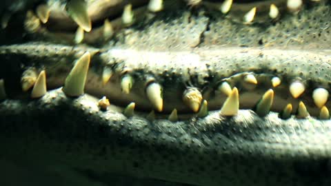 Parts of the body alligator underwater close-up