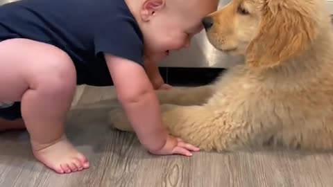 Cute puppy 🐕 and dog
