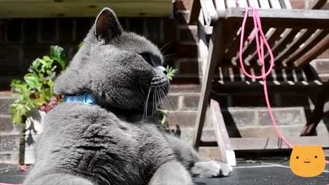 A British Short Hair Cat Is In The Garden