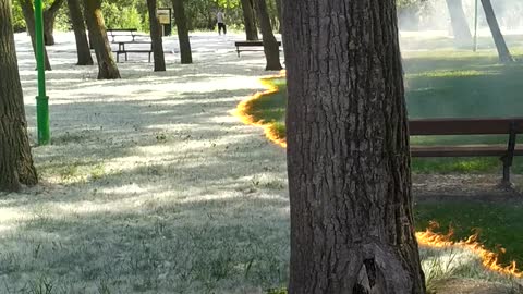 Mesmerizing Poplar Fluff Fire Sweeps Through Park