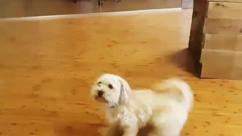 White dog jumps up and down and chases tail