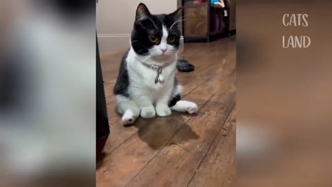 Adorable and Sweet Cats 💗 Best Funny Cat Videos 💗