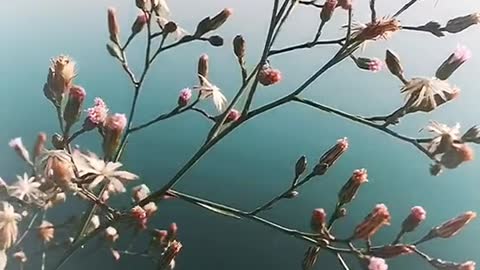 wildflowers by the river