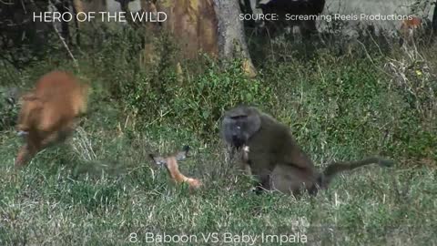 8 Crazy Hunt Steal Eat Alive Baby Preys Of Baboon