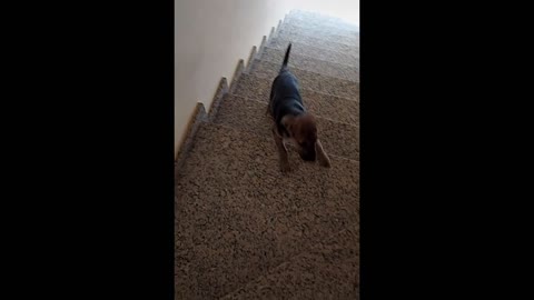 How difficult it is to take the first steps on the stairs puppy.