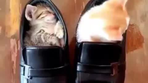 Look, two cats are sleeping in two shoes