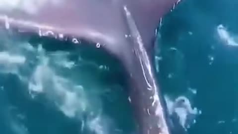 This Is What Biggest Whale In The World Can Do