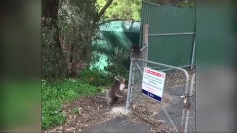 Mother koala calls out to play koala home for dinner