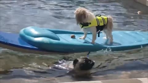 Hero Dog rescue his friend from drowning in swimming pool
