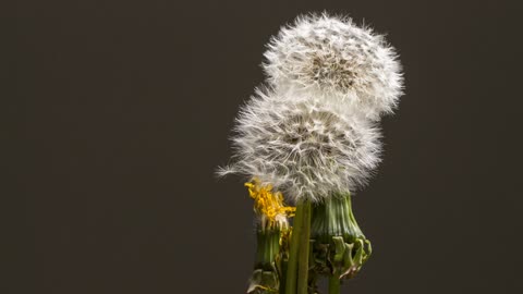 Dandelion