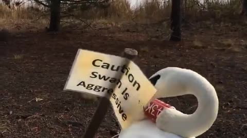 Aggressive Swan