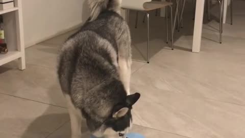 Crazy husky makes gigantic mess drinking water