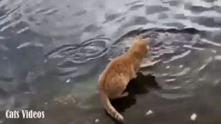 A Cat Trying To Catch Fish In The lake.