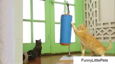 You Won't Believe ,Fat Cats Doing Funny Dancing Exercise To Boost Their Immunity.