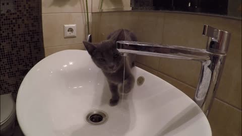 Russian Blue Cat Plays With Water