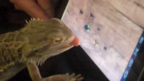 My bearded dragon lizard playing "ant crusher"