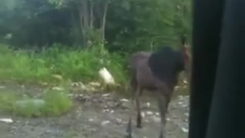 Moose come up to pick up truck