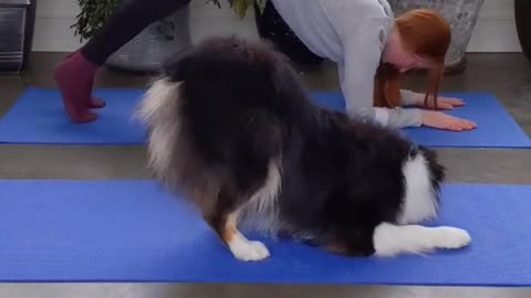 Exercise with dogs. That dog is so smart