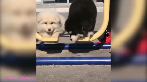 Baby Alaskan malamute cutest video