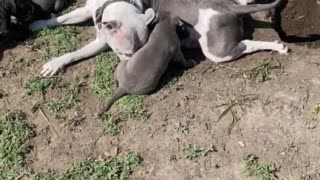 Momma playing with her puppies