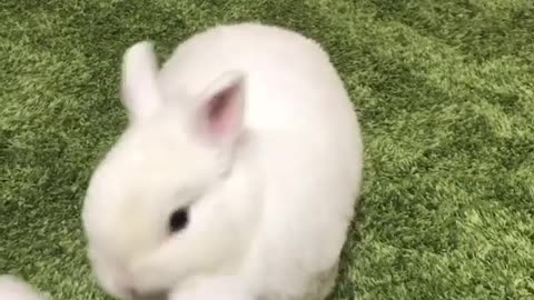 Cute rabbit have fun with a rabbit toy