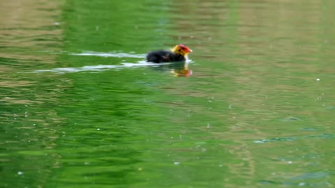 Bird chick swim first time chick videos