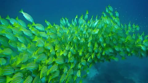 Fishes in perfect formation drift past thrilled scuba diver in the Galapagos