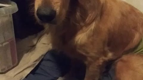 Overenthusiastic dog can't wait to eat his dinner