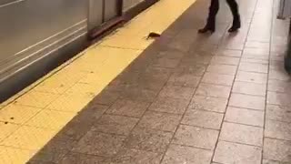 Rat walking in subway platform woman scared