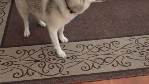 Husky insists it's time to go out but finally gives in