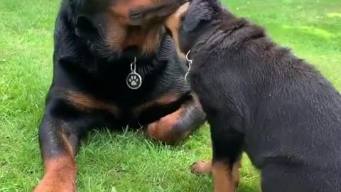 Mum please remove this pest 🥰 #Shorts #rottweiler #dogs