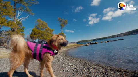 Rescue Dog Is So Excited To Go Kayaking With Her Mom l The Dodo Destination: Firsts