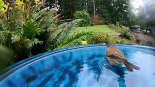 Slow motion bird bath