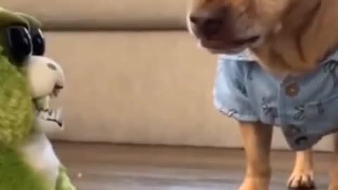 This dog doesn't this monkey plus! Beautiful dog shorts cute4lol Baby Dogs - Cute and Funny Dog