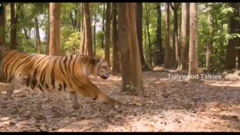 Fight with tiger.