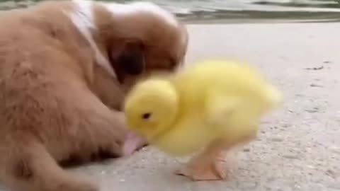 Cute Pets Short Video Best Funny