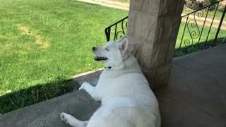 Husky Enjoying Breezy Summer Day