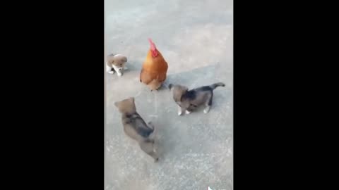 3 Little Puppies Having Fun With The Chicken! #shorts