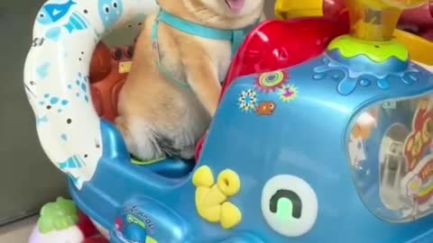Puppy sits on rocking car like a child
