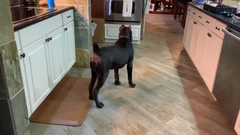Month Cane corso’s meet Chappie for the first time.