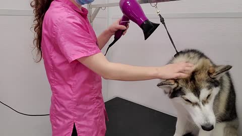 Wolf like Husky Dog Not Impressed With Grooming