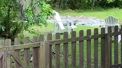 Alligator runs into pond