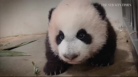 Baby Panda At Play LA US #Nature #Panda #Bear #Polar Bear