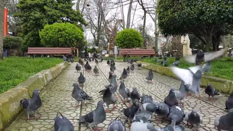 Huge pigeon birds loves beautiful