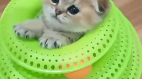 Kitten Hides Inside Favourite Toy