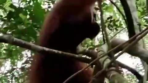 Big male orangutan hanging on a tree