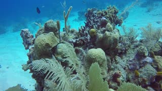 Diver finds a strange looking "sucker" on the ocean floor in Roatán